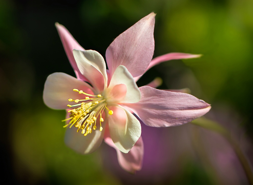 Pink Columbine  