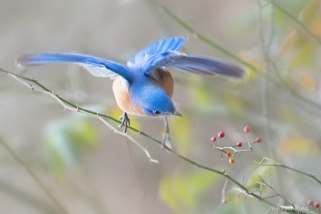 Bluebird Eyeing the Berries 