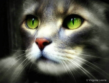 Emerald Eyes