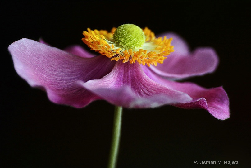 Anatomy of a flower