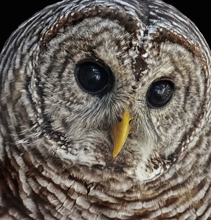 Barred Owl Portrait