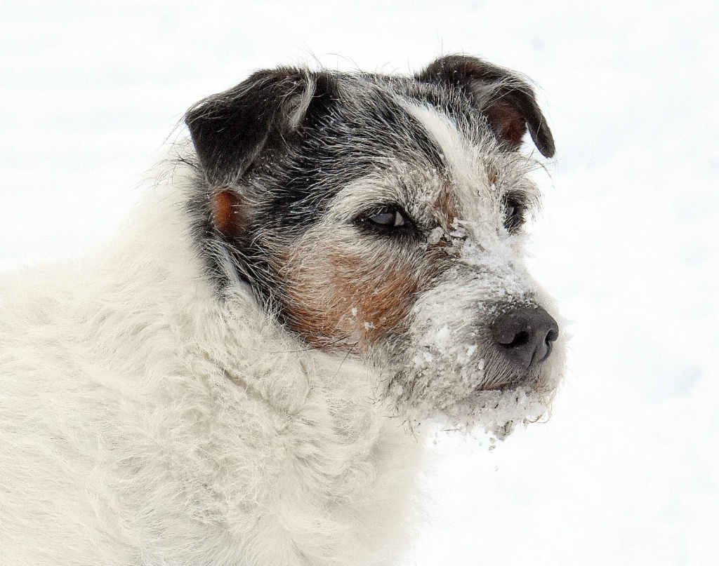 "Tuffy, the Ice Dog"