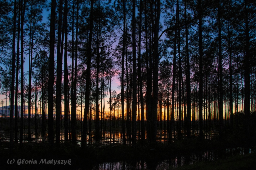 Just after sunset. Okefenokee NWR. Georgia, USA