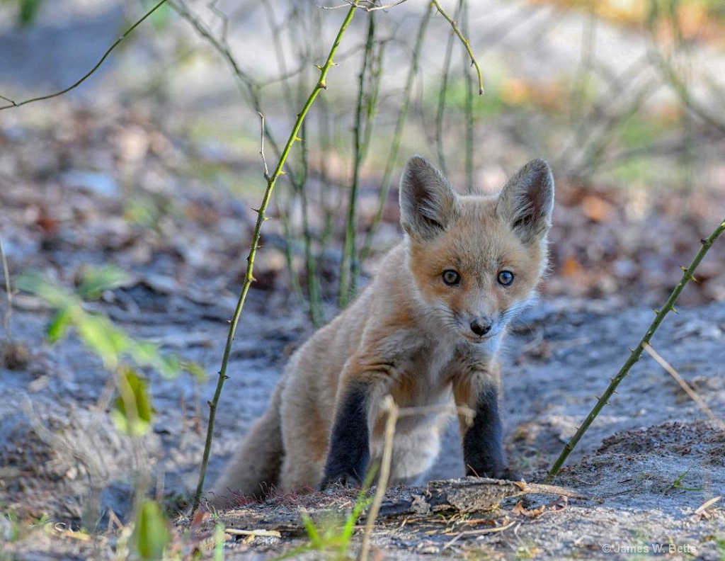 Baby Fox