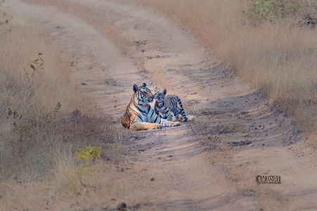 Mom+cub 