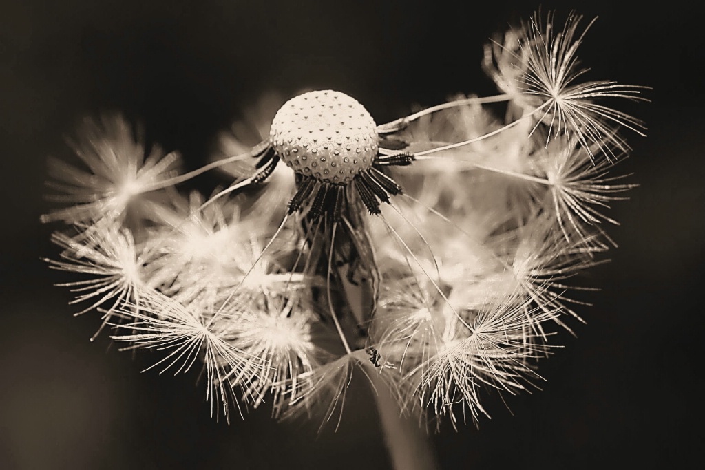 dandelion, in sepia