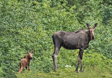 Moose Cow and her Calf  
