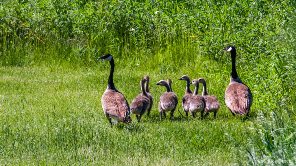 Honker Family