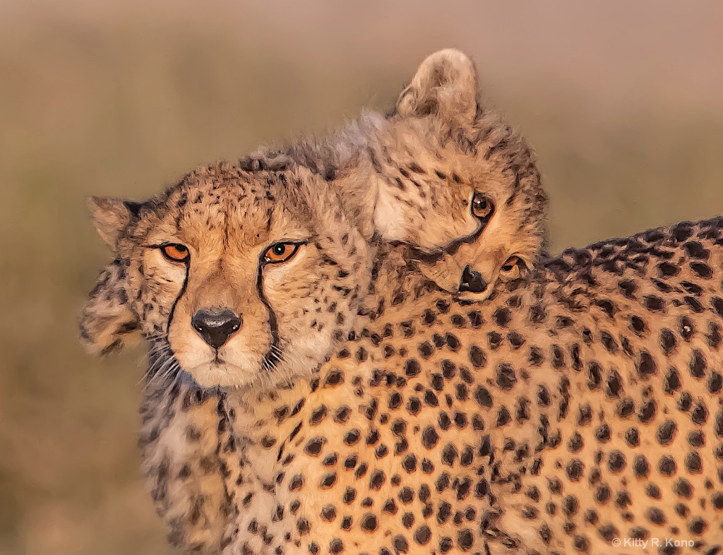 Mom and Babe Cheetah