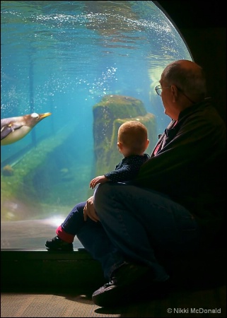 Watching the Penguins with Papa