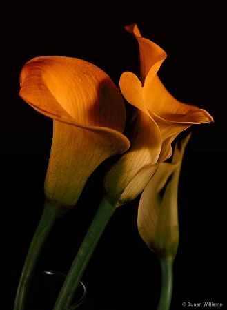 Calla Lillies