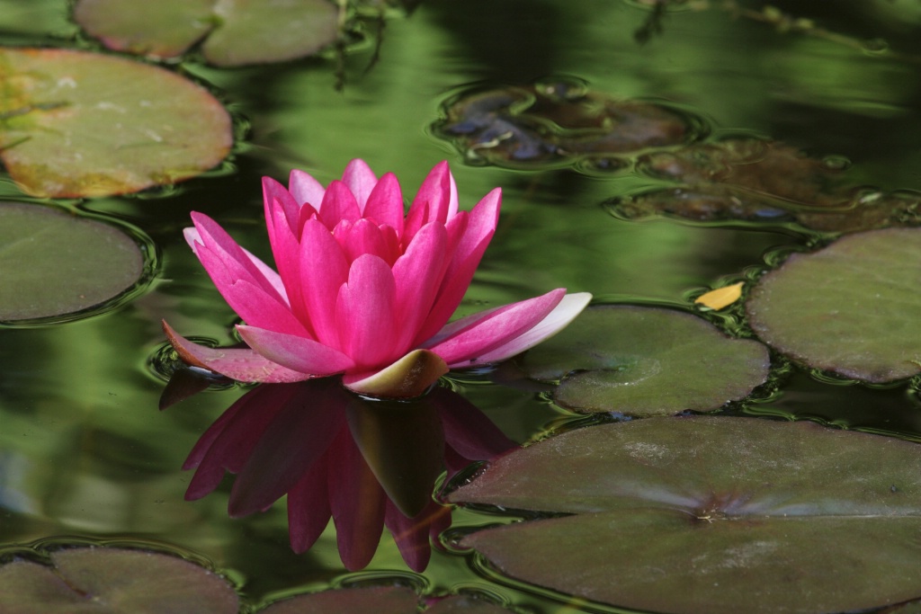 Rose water lily on green waters