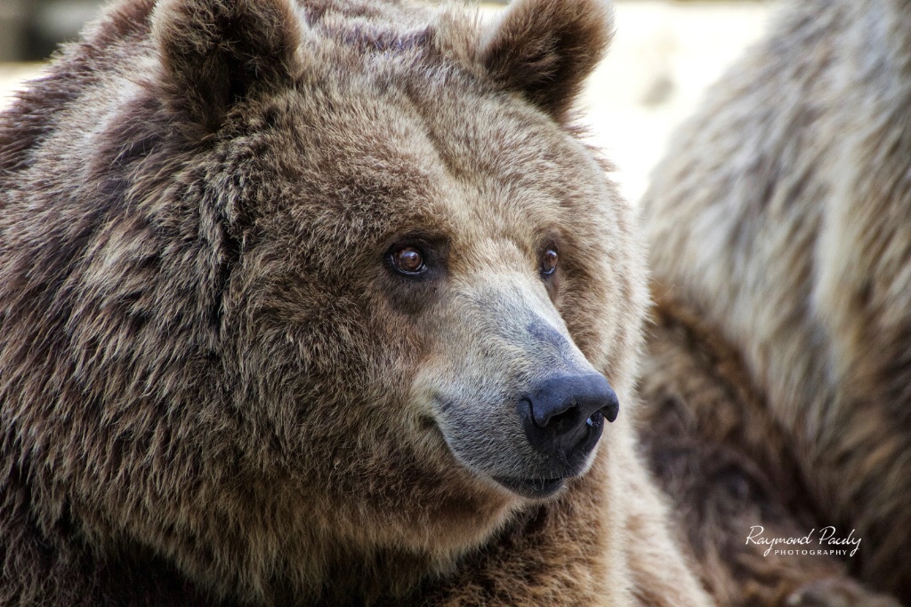 Gentle Faced Grizzly Bear