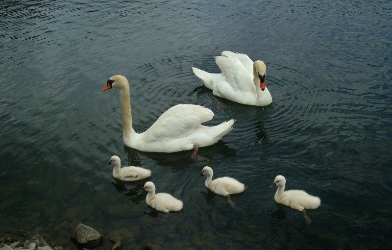 THE SWAN FAMILY