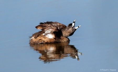 Pied-billed grebe displaying