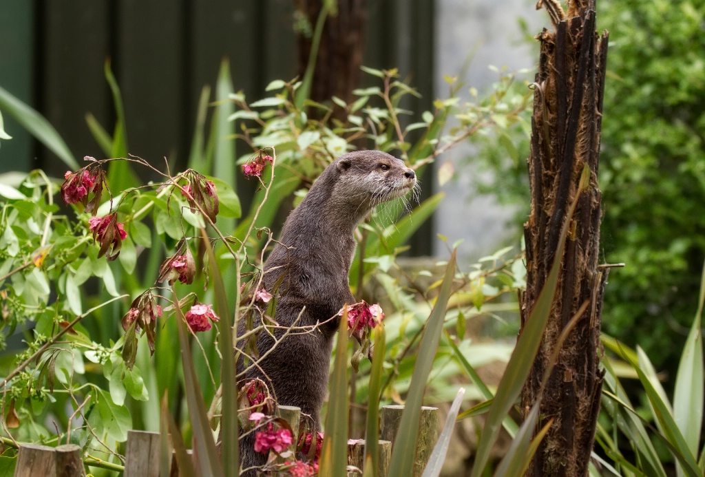 Curious otter