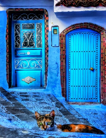 ~ ~ TWO BLUE DOORS AND A CAT ~ ~ 