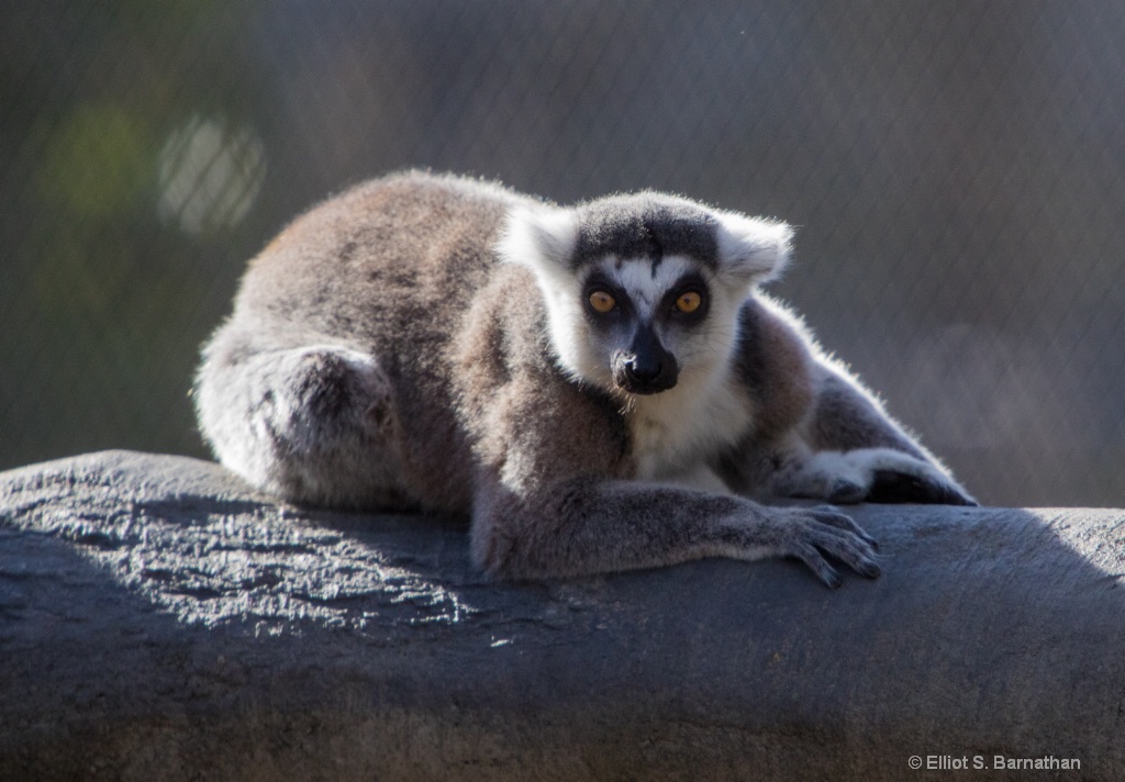 San Diego Zoo 10 - ID: 15698473 © Elliot Barnathan