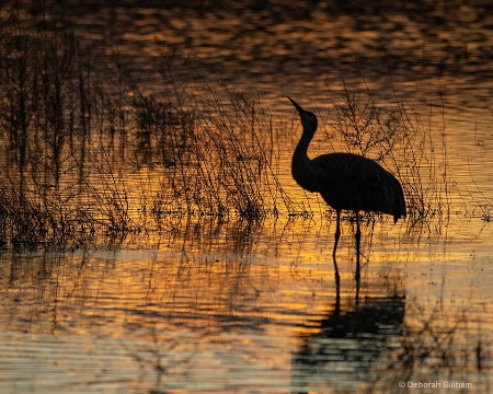 Loan Sandhill at Sunset