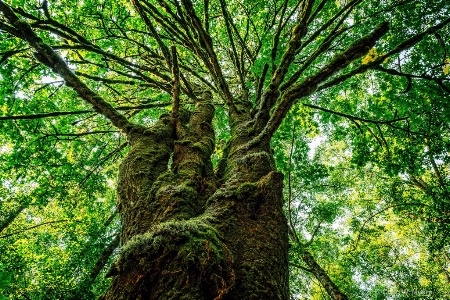 Tree Canopy