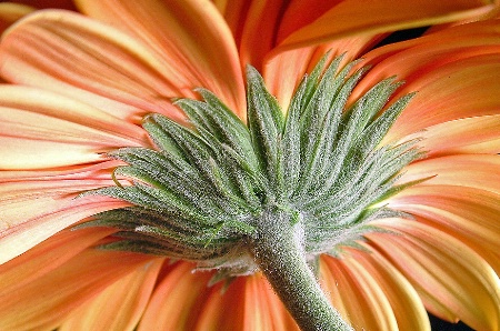 Gerbera Orangesicle