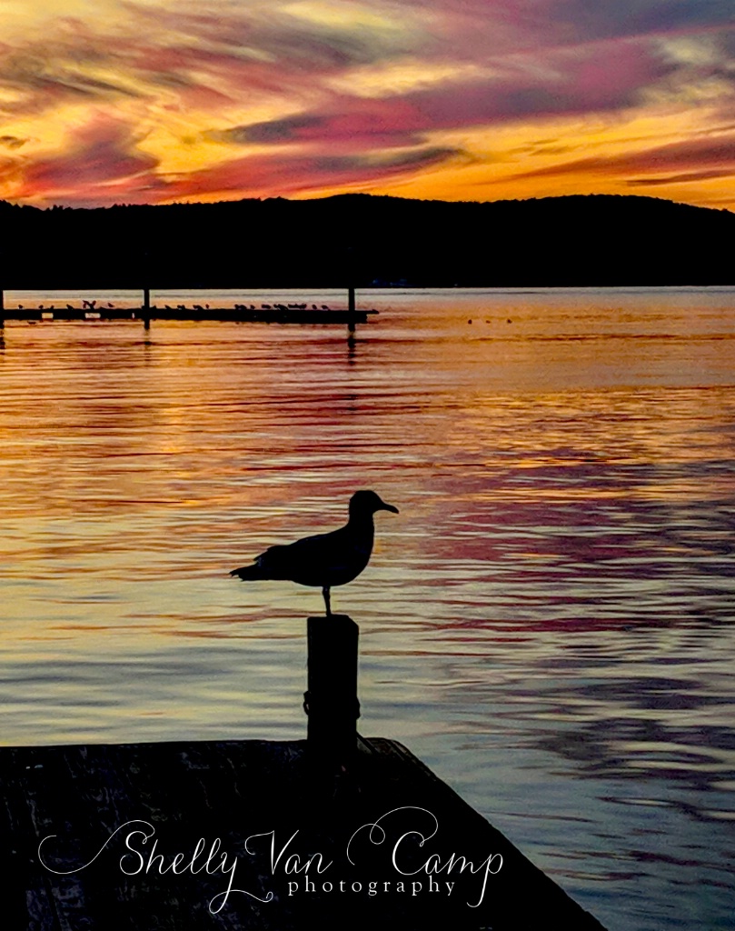 Sea Gull at Sunset