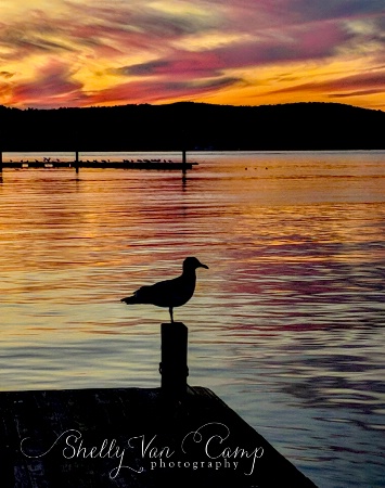 Sea Gull at Sunset
