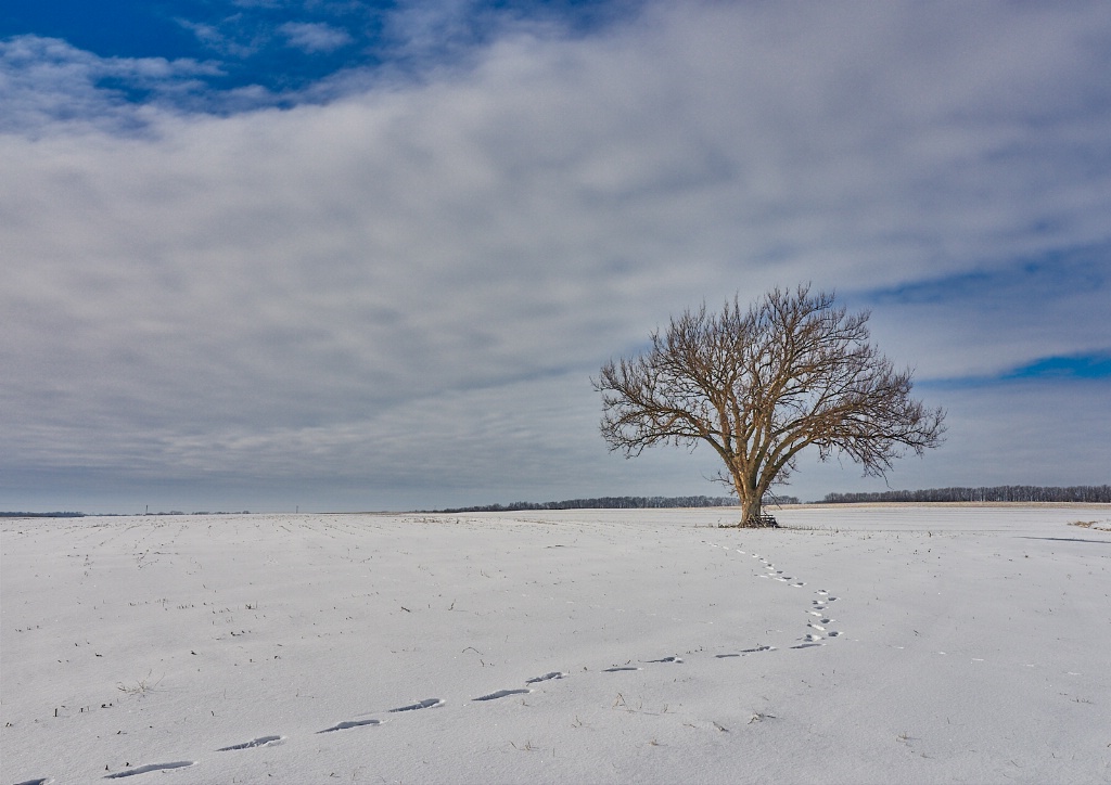 A Walk In Winter