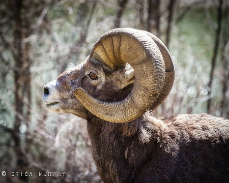 Bighorn in Libby, Montana