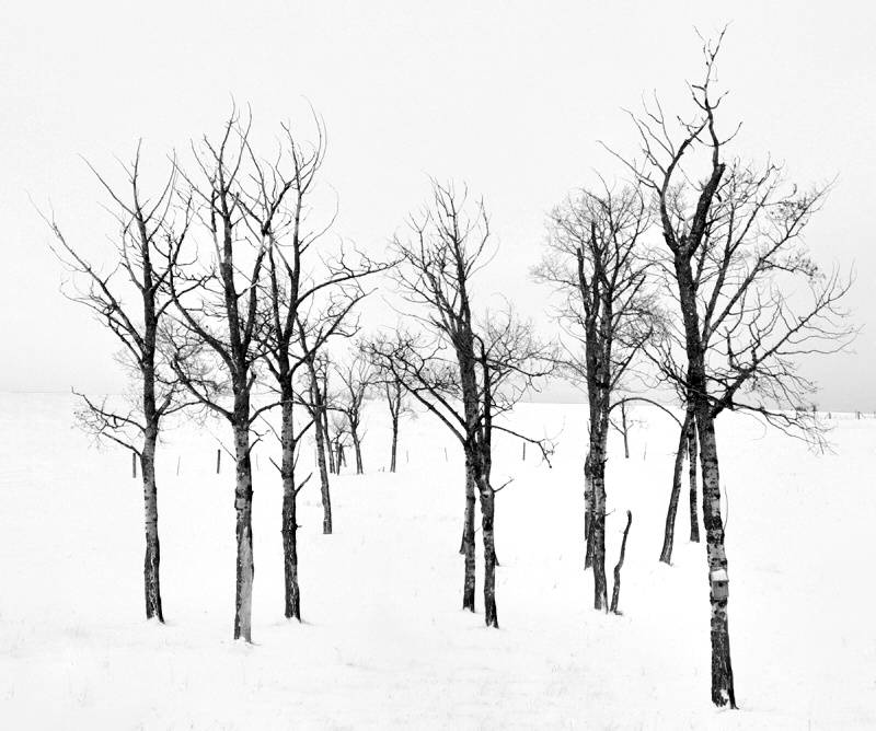 Winter Aspens 