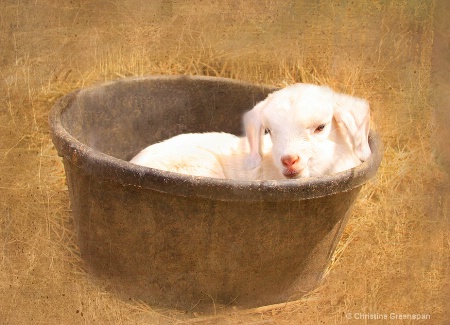 Baby In A Bucket