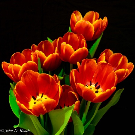 Joann's Tulips