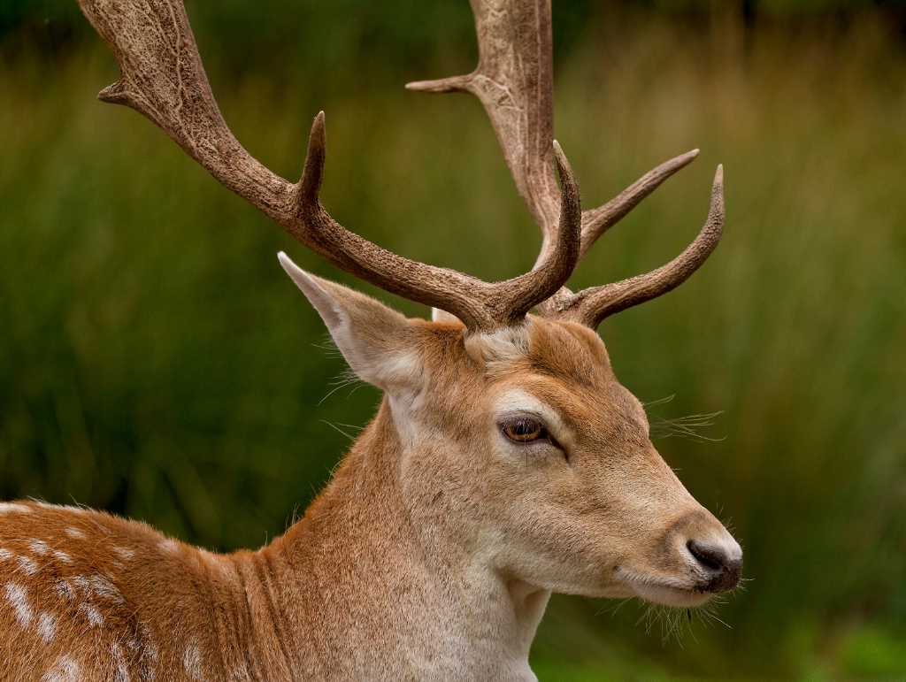 Antlers on show