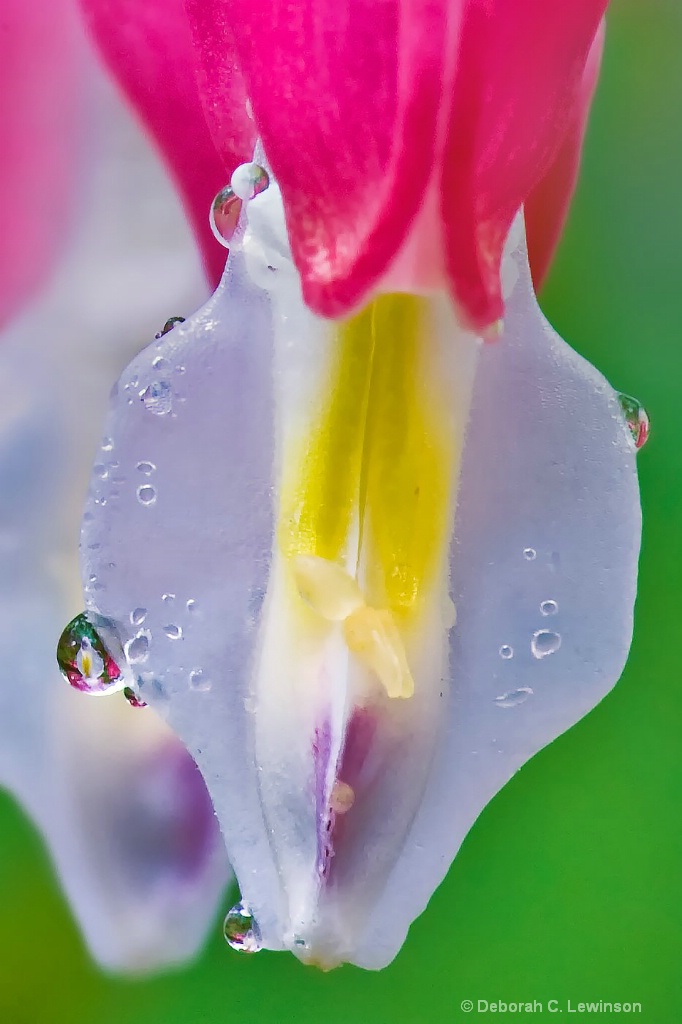 Macro of White Bleeding Heart