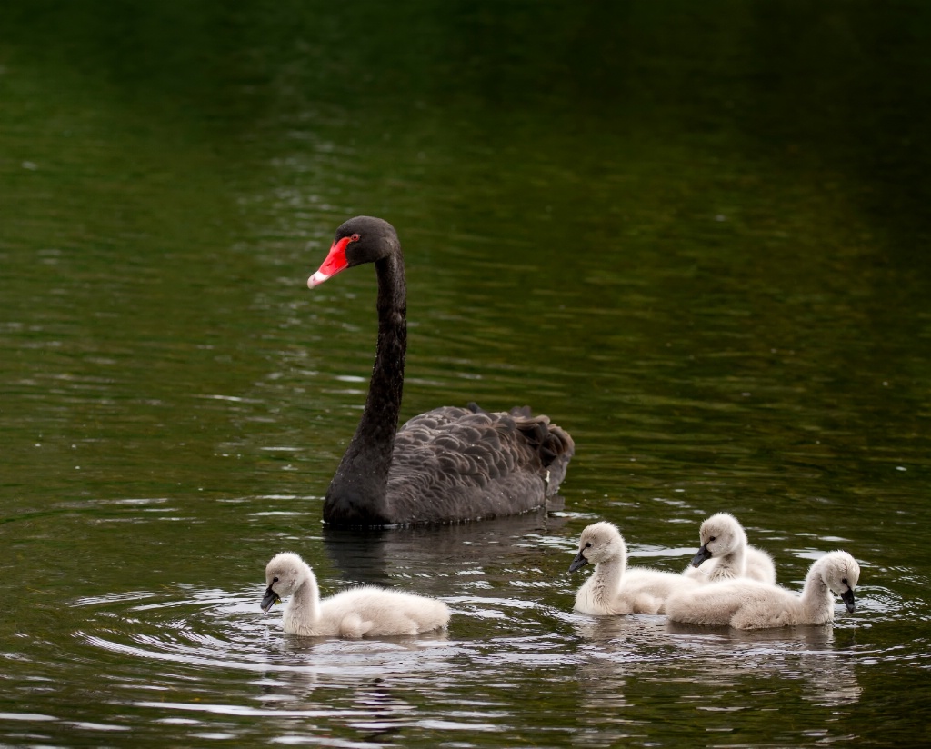 Family of four