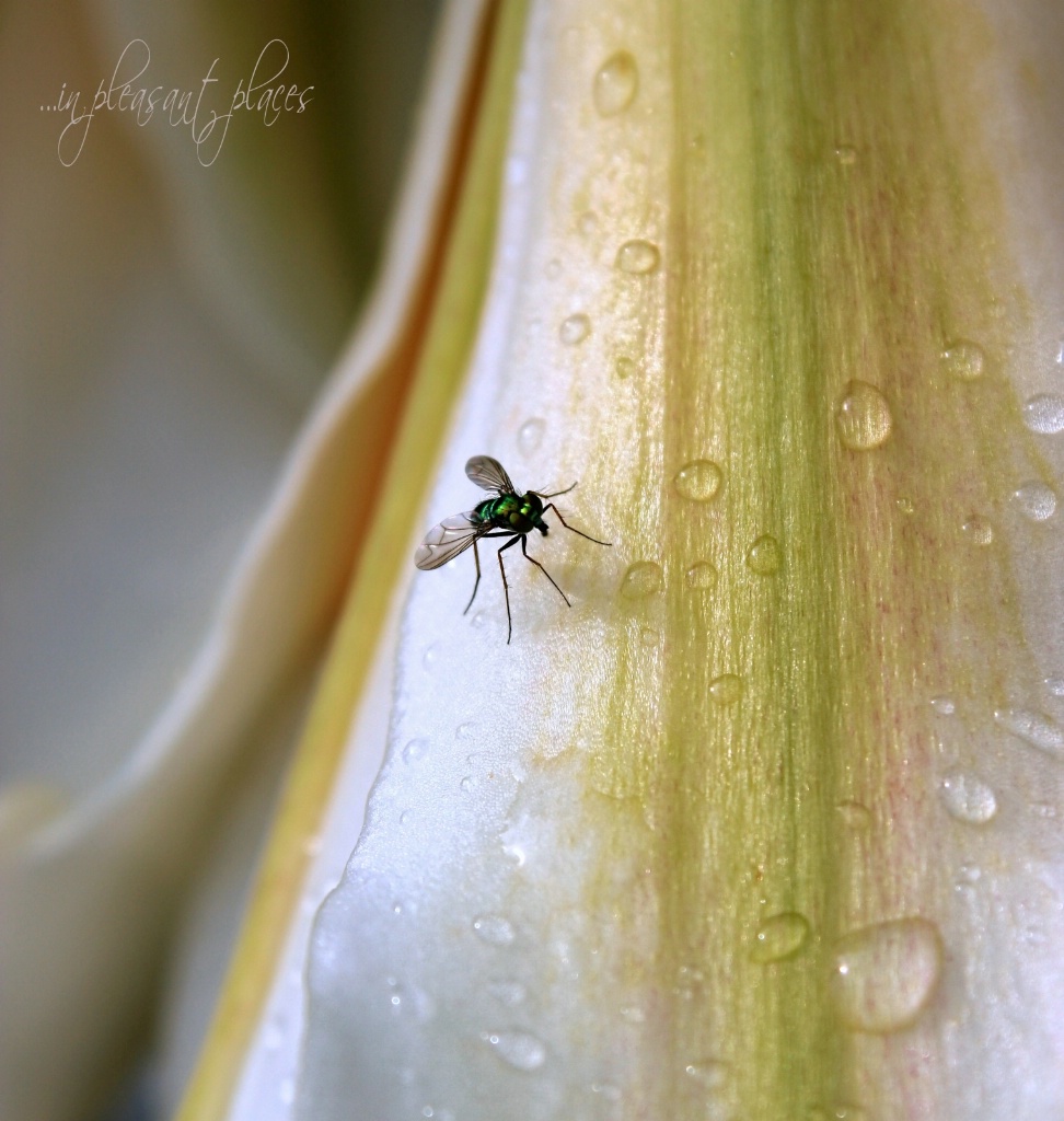 Long-legged Fly