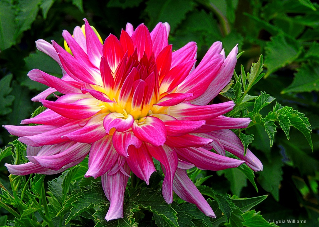 Dahlia Delight