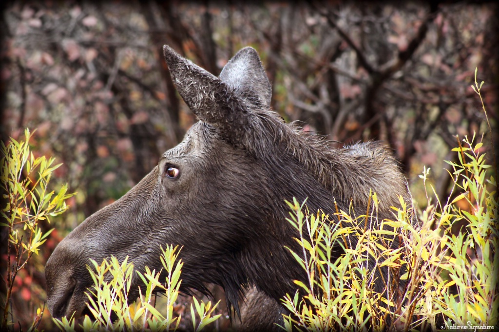 ~ Wet Moose ~