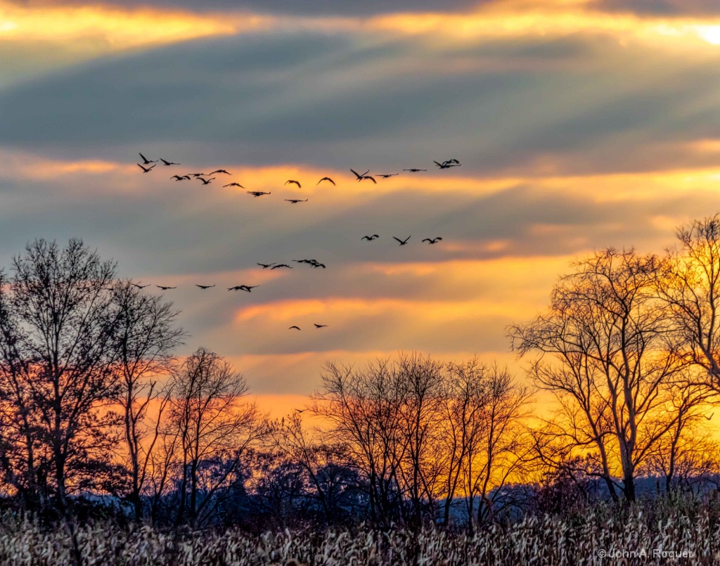Sandhill Cranes Coming to Roost