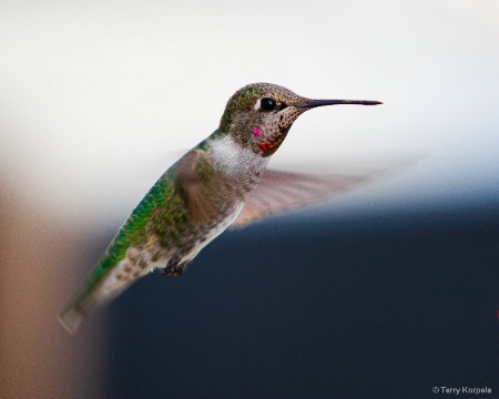 Anna's Hummingbird