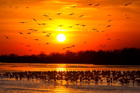 Sandhill Cranes