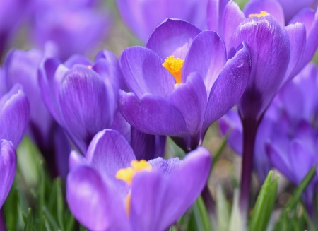 Purple Crocus