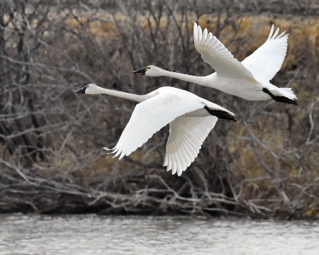 The Graceful Fliers