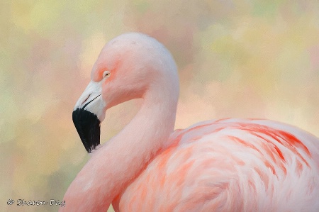 Sleepy Flamingo