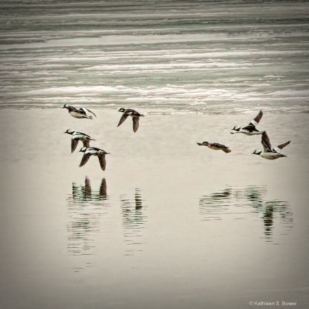 Buffleheads in flight 