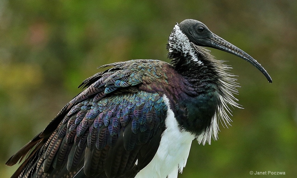 Straw-necked Ibis