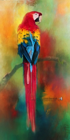 Colorful Macaw