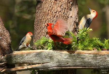 Bird Feeder Frenzy 