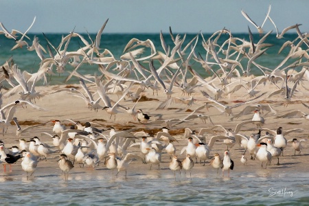 The Sandbar