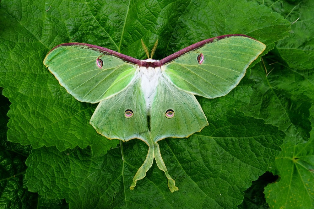 Luna Moth